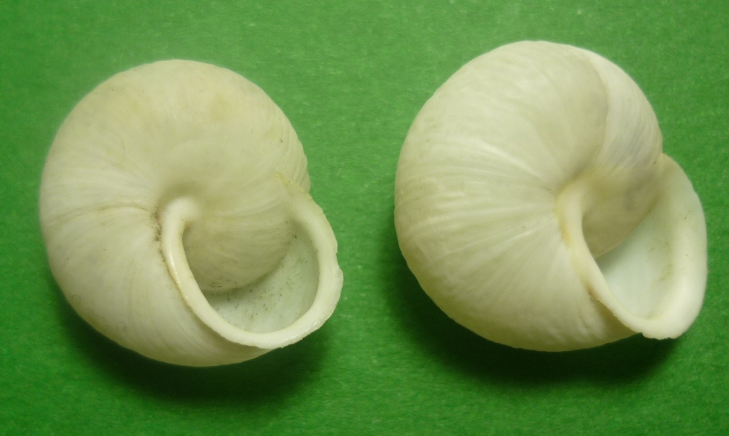 Marmorana muralis